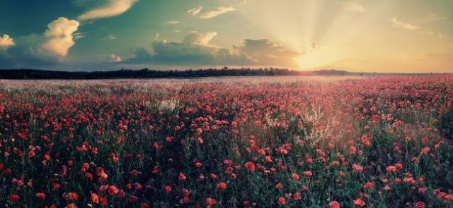 ¡El que quiera ser amado, que ame! 