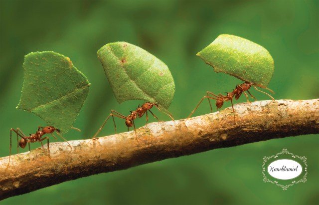 No te quejes por las cargas...