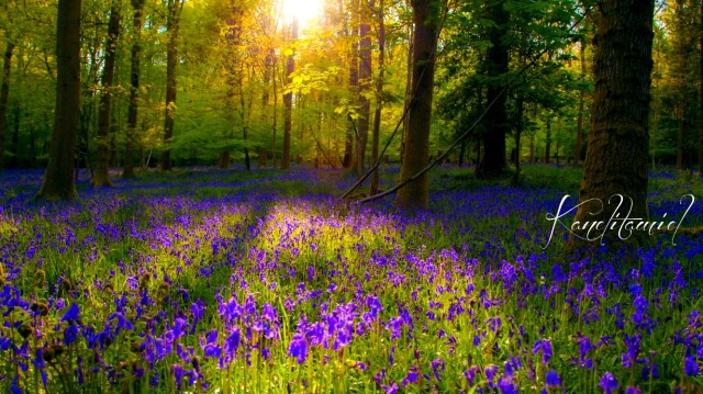 QUE ES LA FELICIDAD?