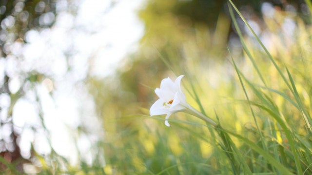 cvetok-belyy-rasteniya-trava