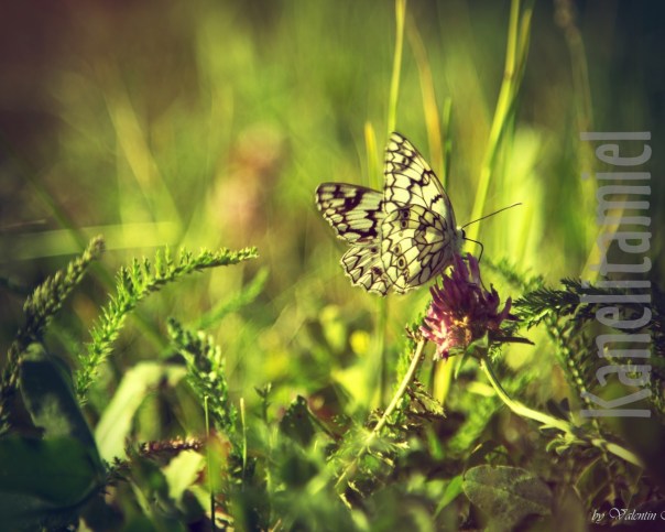 babochka-klver-zelen-leto
