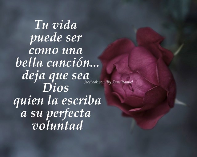 roza-buton-lepestki-stebel