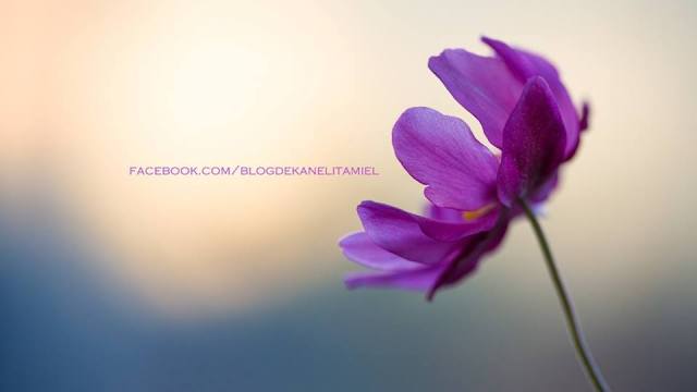 12191823_919402158138630_1023721192246659574_n