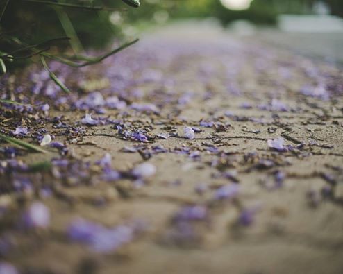 16998954_269221726846997_6231195847054353677_n