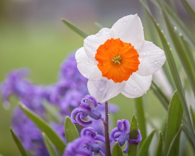 narciss-giacint-rosa