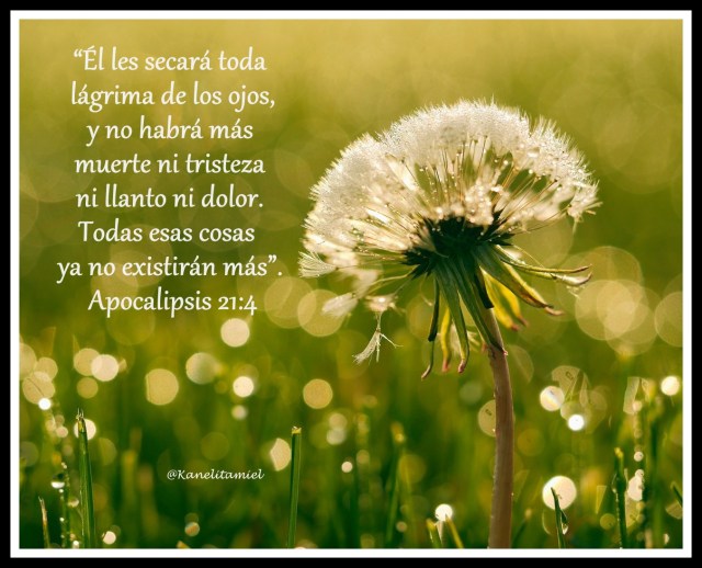 oduvanchik-kapli-leto